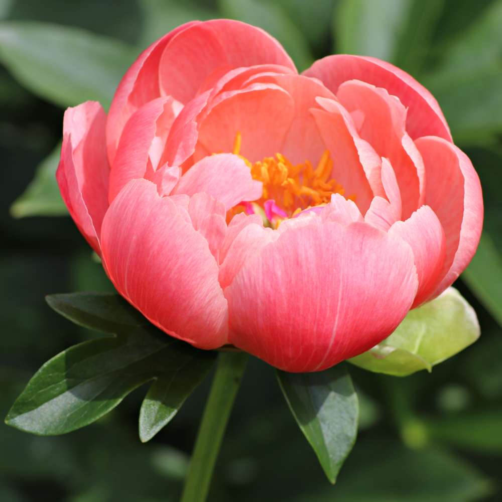 Pæon 'Coral Sunset'